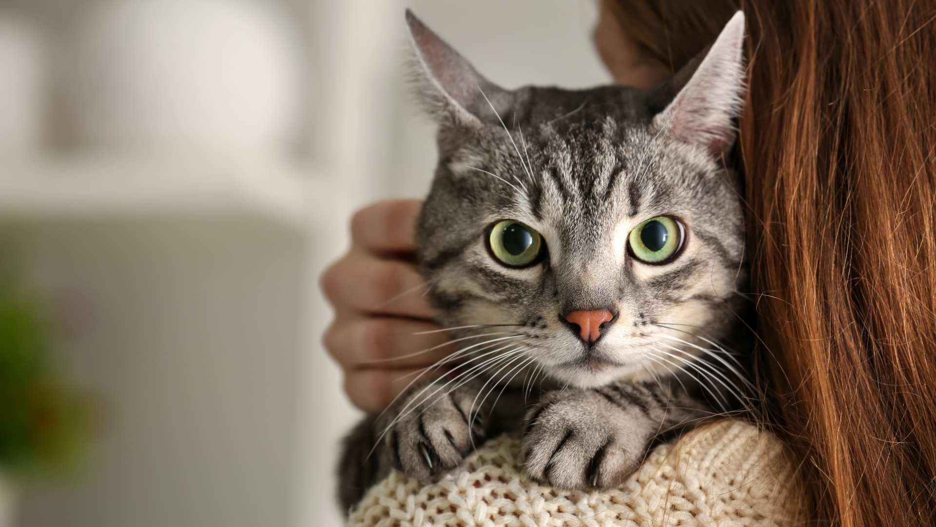 Por Qué Ronronean los Gatos: Respuesta Definitiva | Cacttus